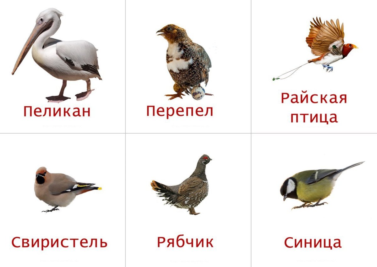 Лото "птицы, животные"