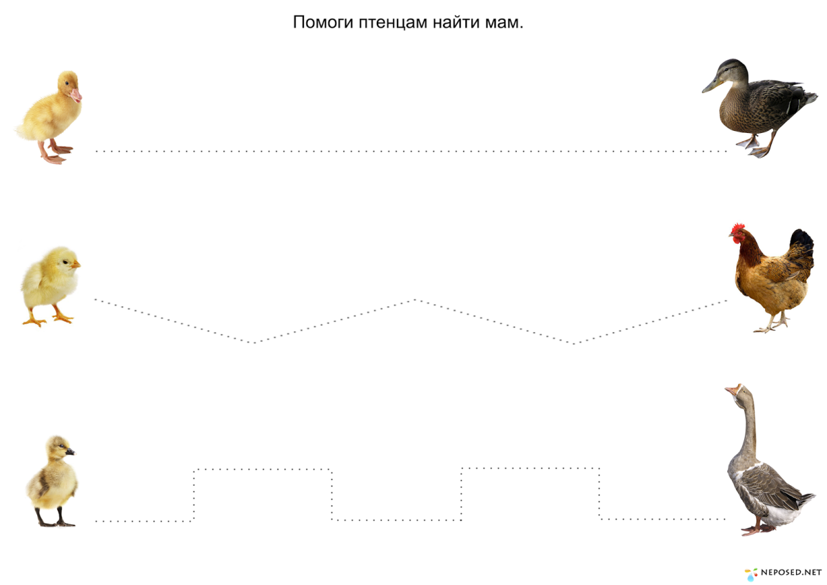 Объемная аппликация птицы
