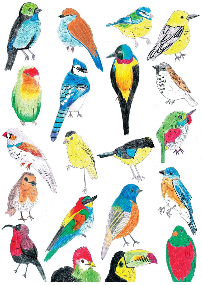 Зимние птицы картинки для детей