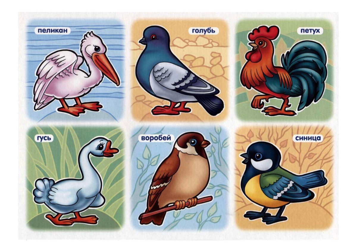 Карточки для детей. Птицы
