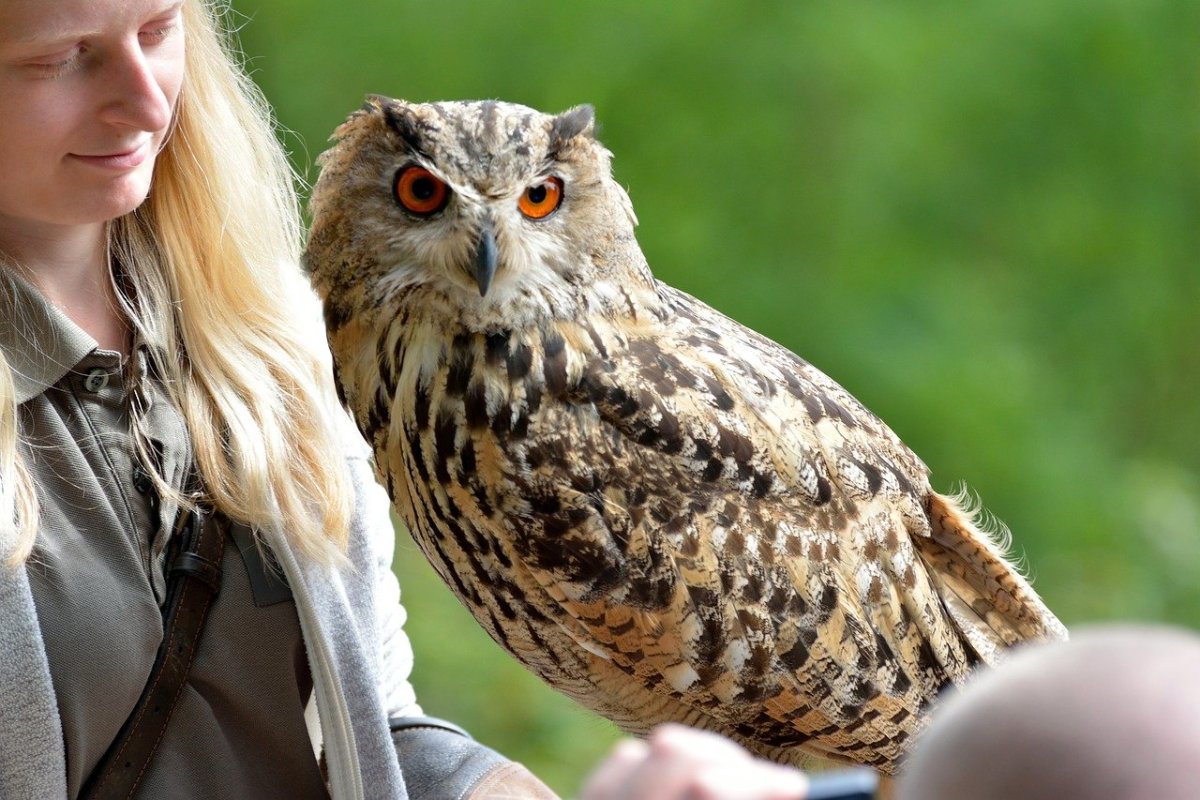 Филин птица огромный