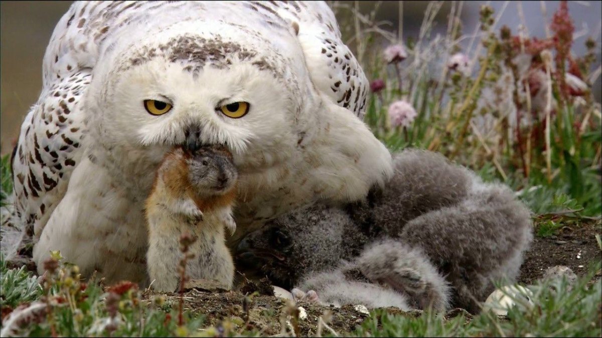Полярная Сова охотится на лемминга