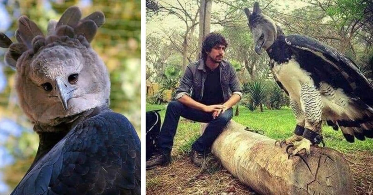 Harpy Eagle и человек