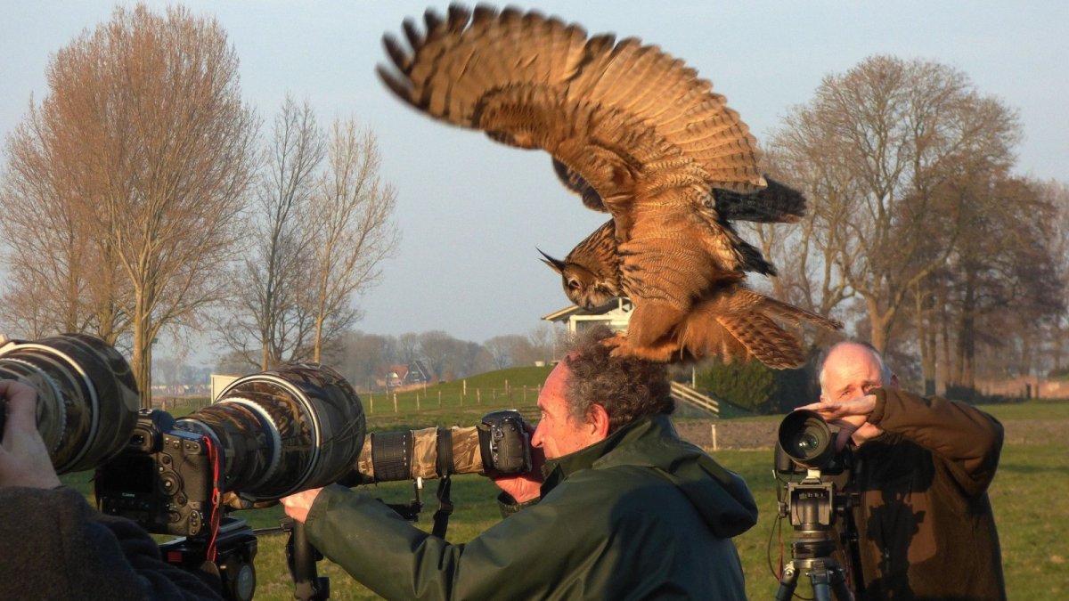 Сова сипуха голова