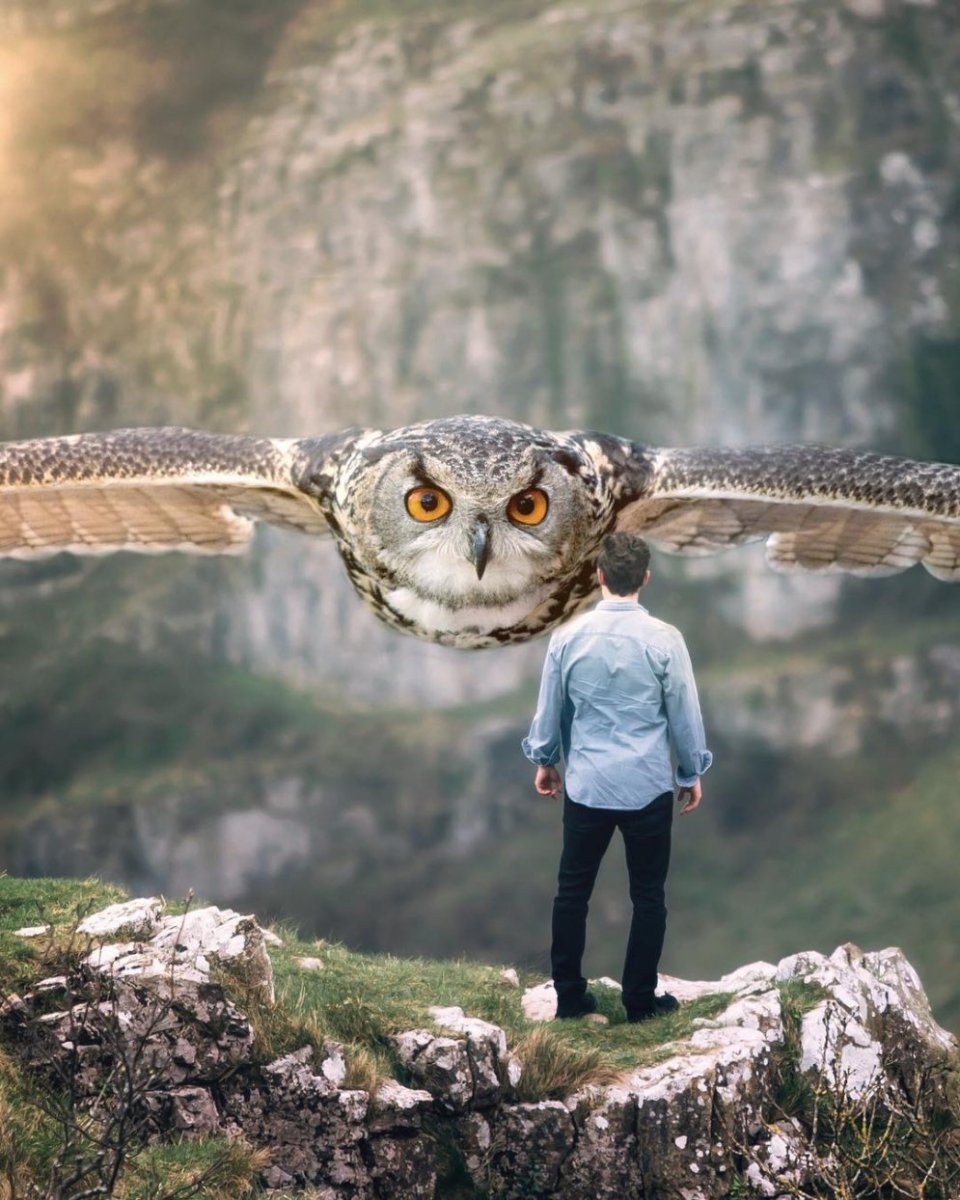 Огромная Сова