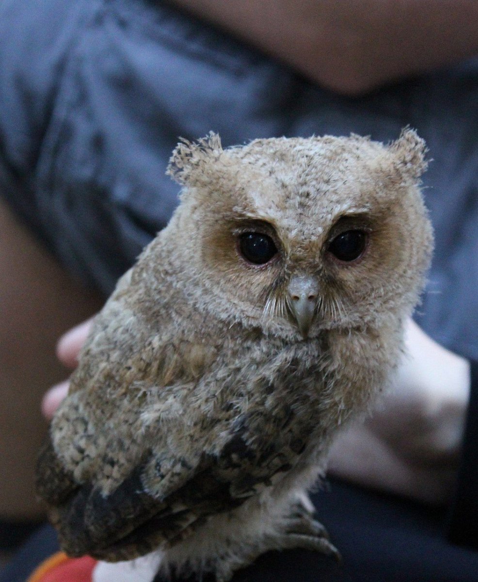 Гигантская Сова