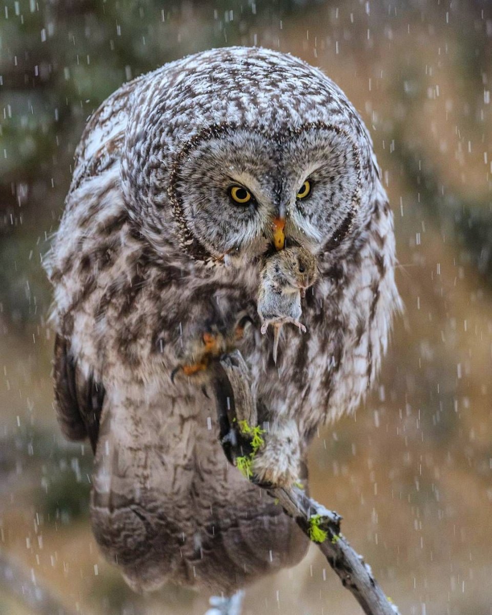 Сова Филин Сыч неясыть - птицы