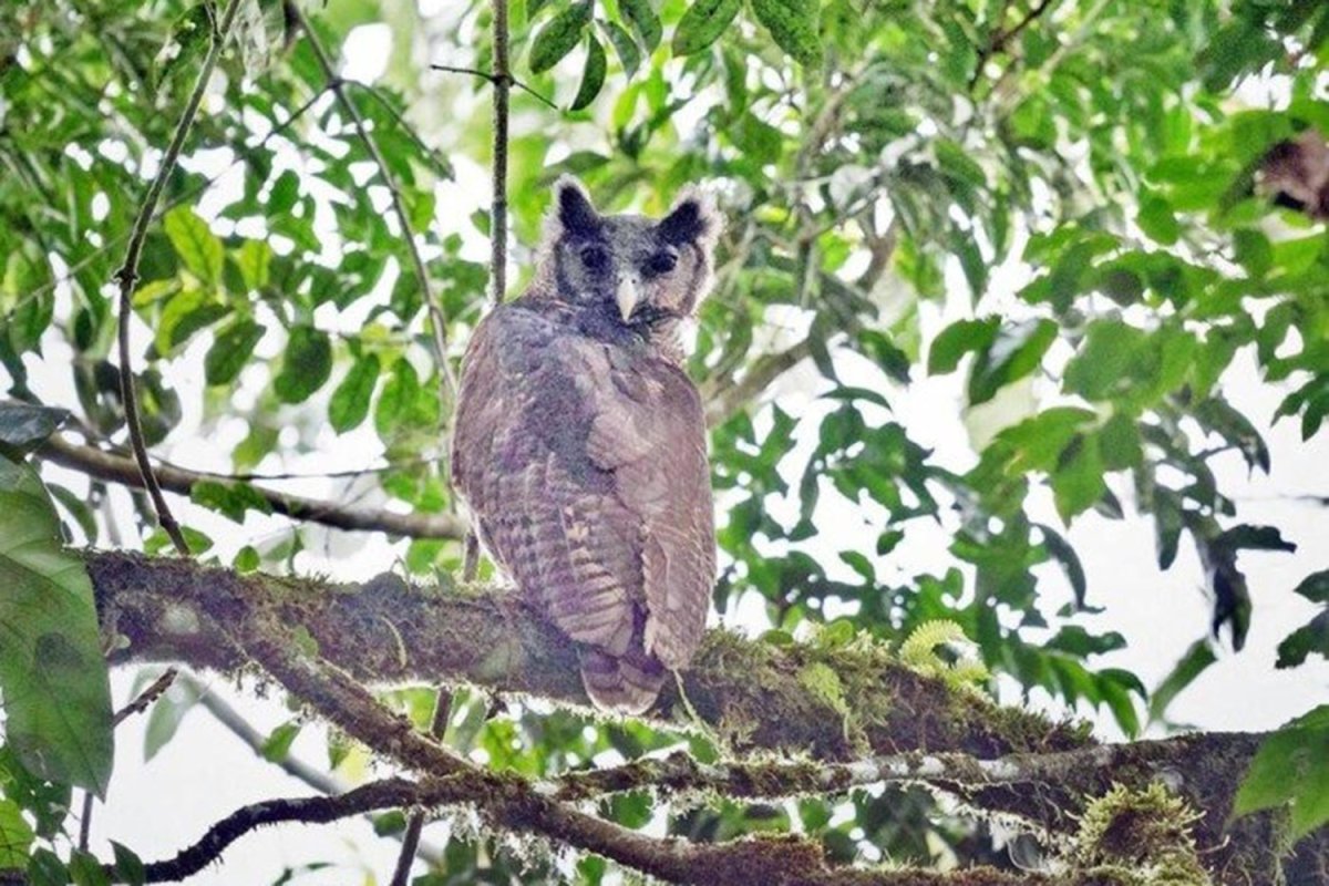 Полярная Сова и Сыч