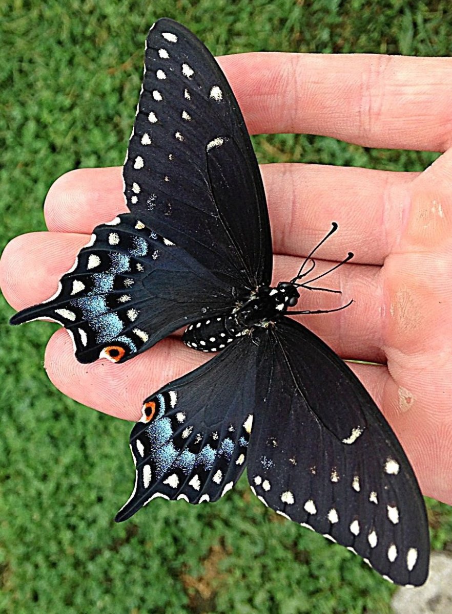 Бабочка черная