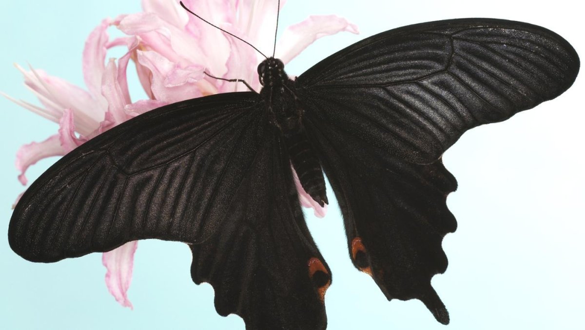 Бабочка черная вдова