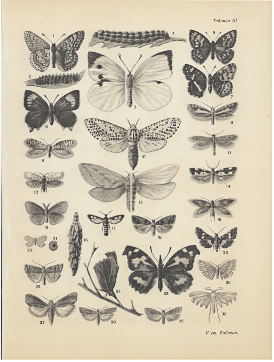 Постеры бабочки черно белые