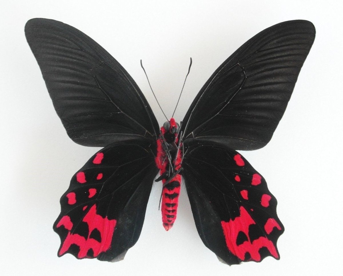 Бабочка Атрофанеура