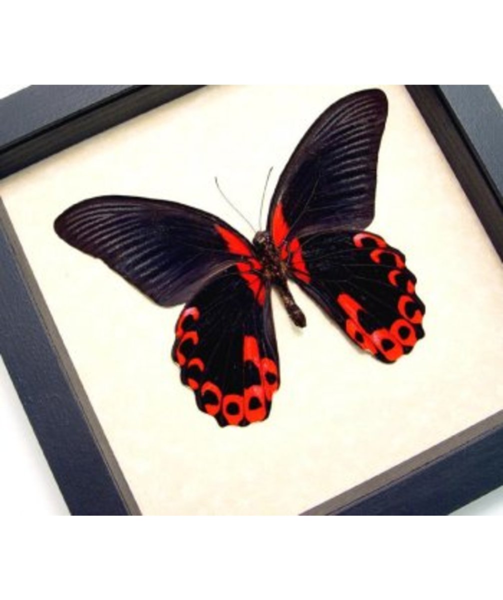 Куколка бабочки Румянцева