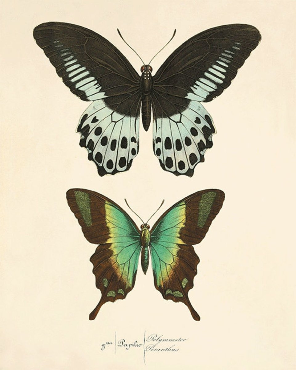 Бабочка арт