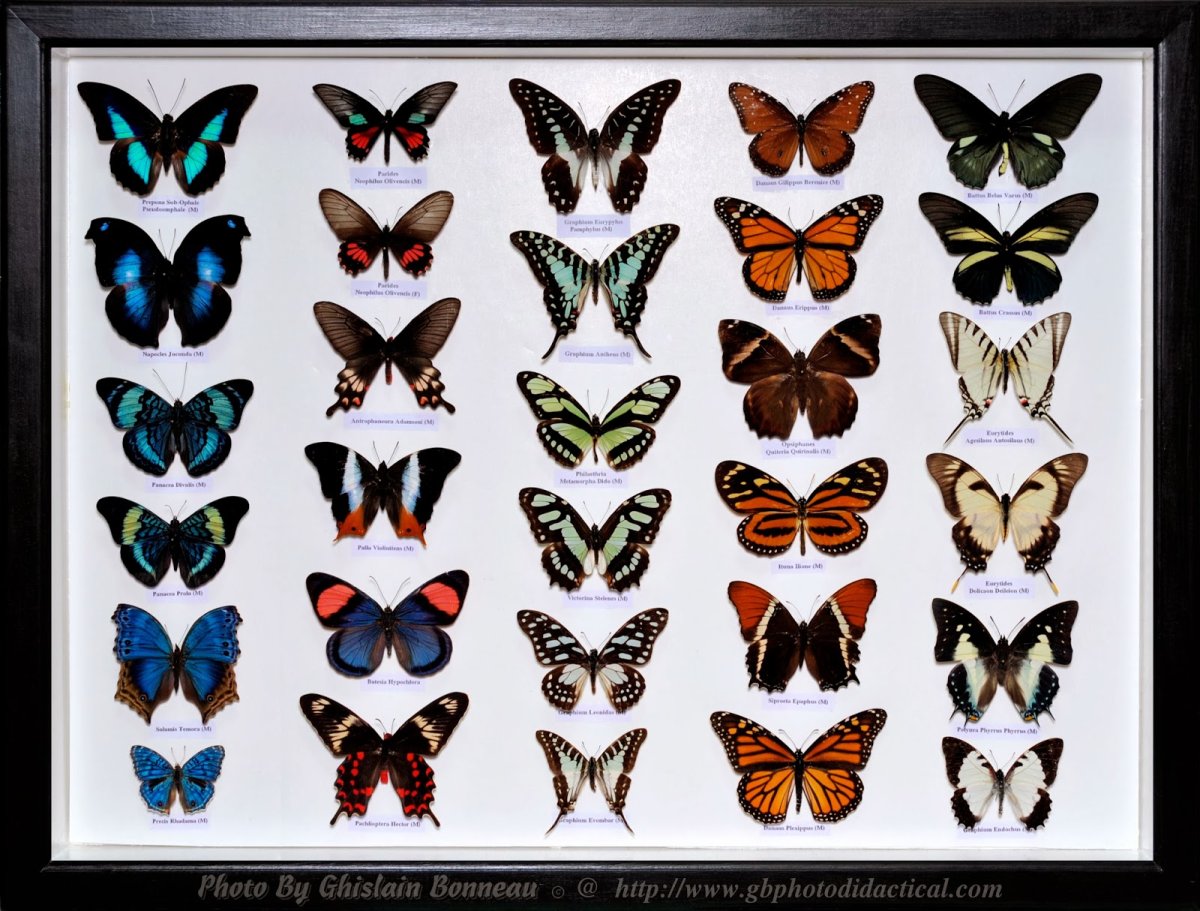 Бабочки черно белые много