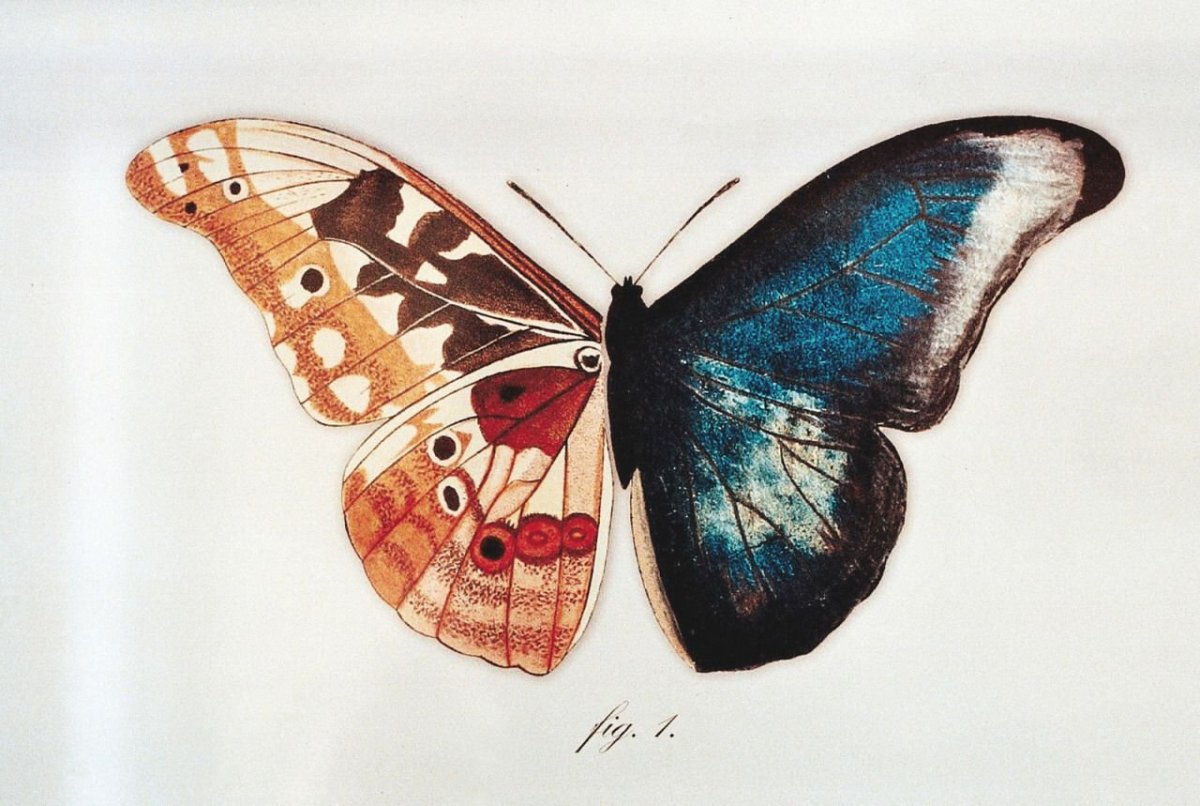 Нарисованные бабочки арт