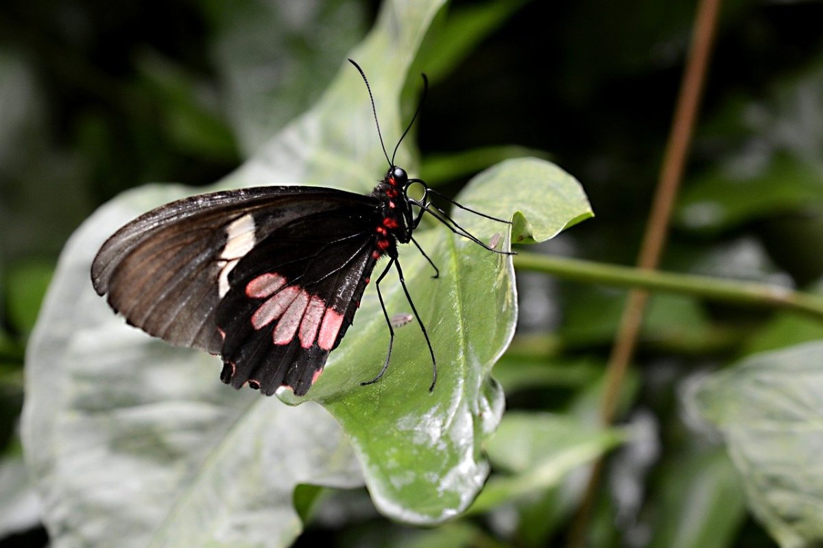 Бабочка черная вдова