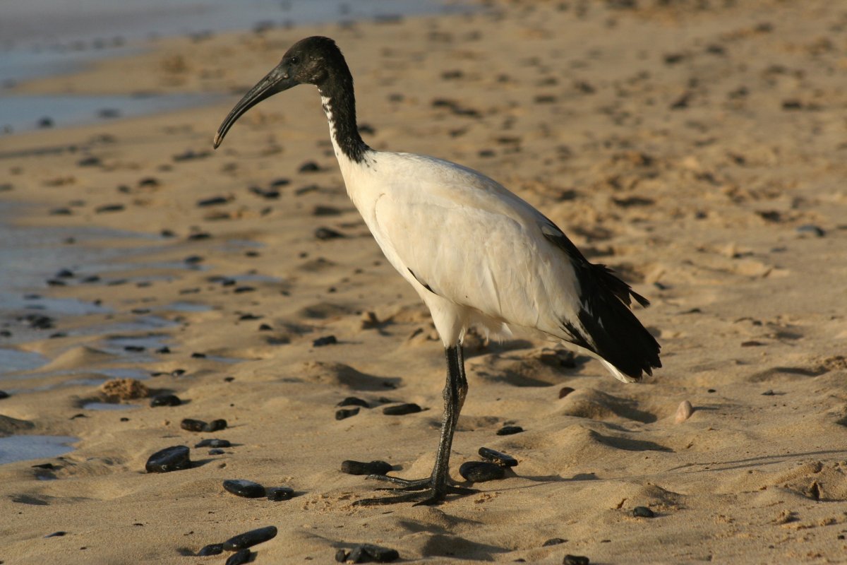 Ибис птица Египет