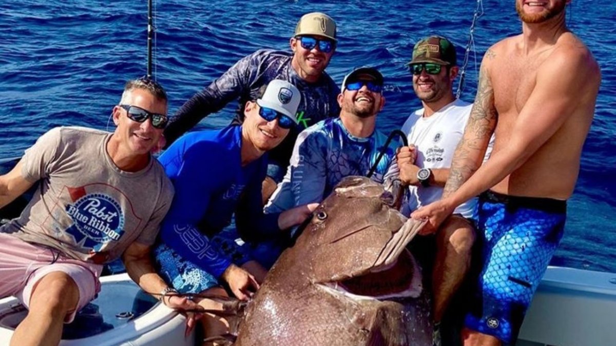 Групер Шмель