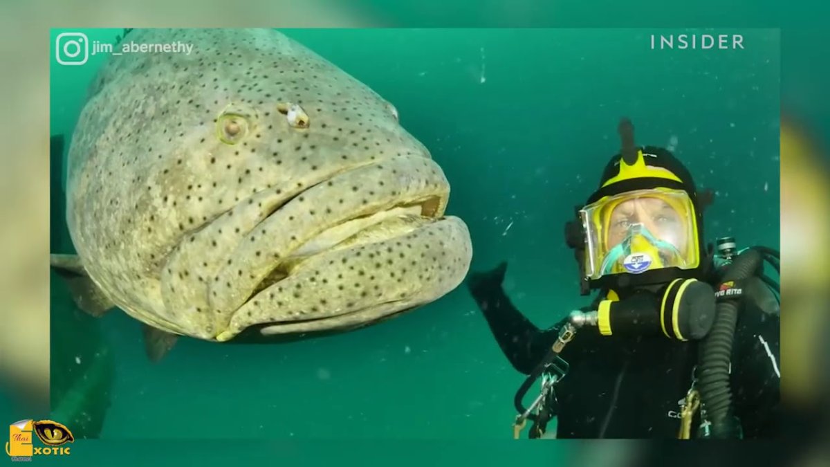 Малоглазый Групер