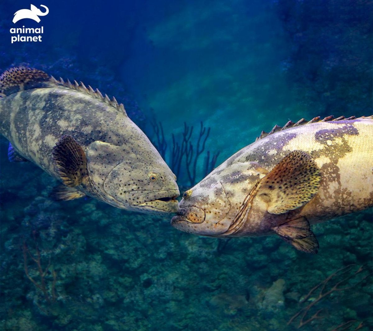 Мурена и аквалангист