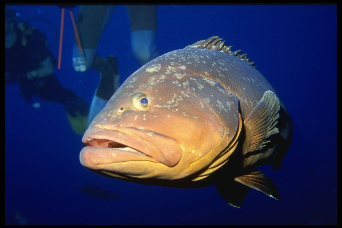 Поймал большую рыбу гиф