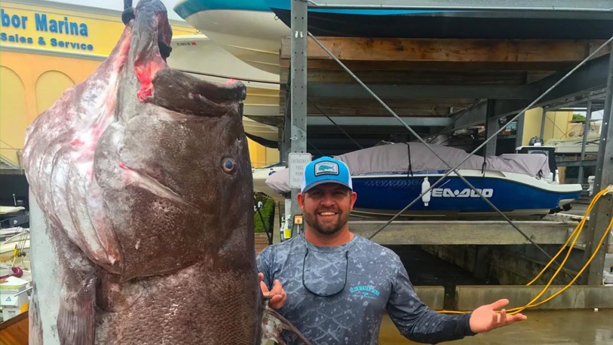 Мурена рыба фото