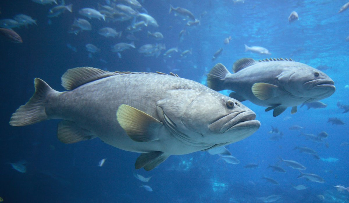 Гигантский Групер рыба