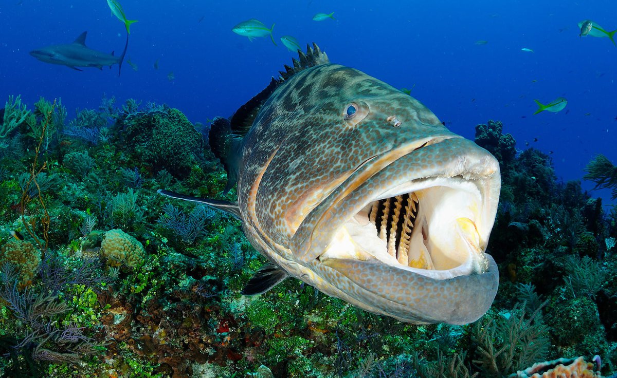 Giant Potato Cod