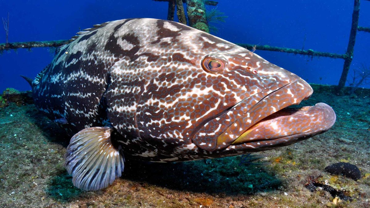 Атлантический гигантский Групер