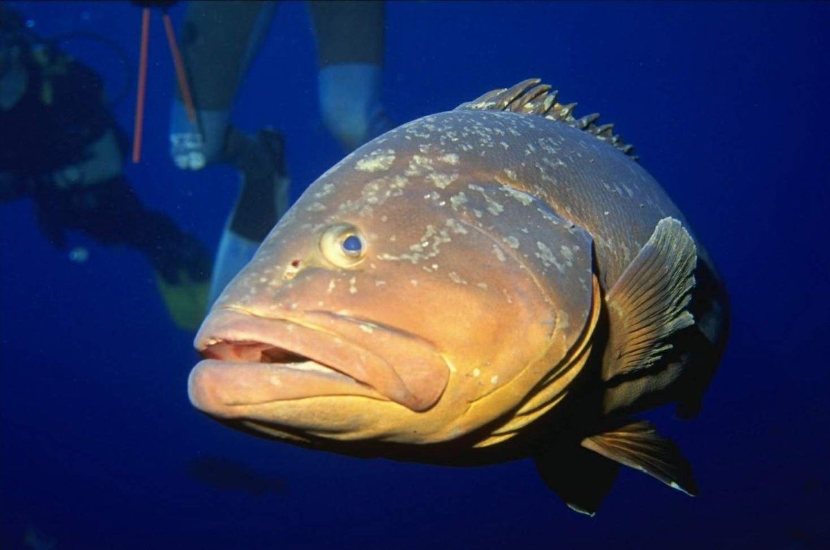 Леопардовый Групер