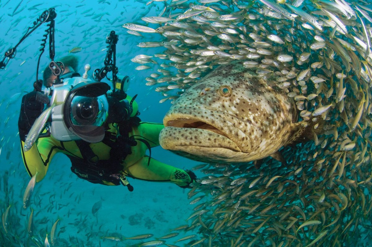 Монстр Goliath Grouper