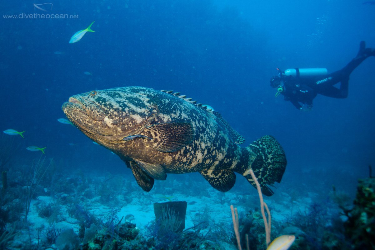Мистер Групер