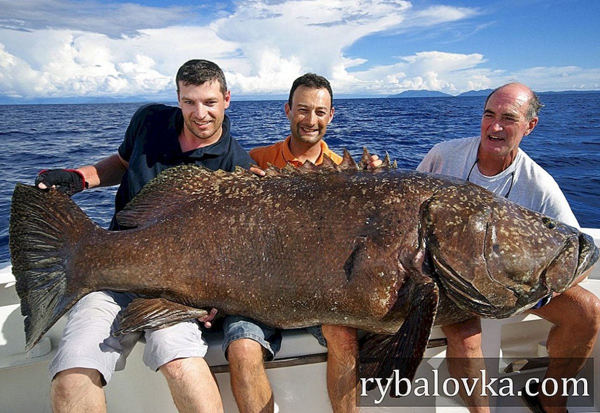Морской окунь гигантский Групер