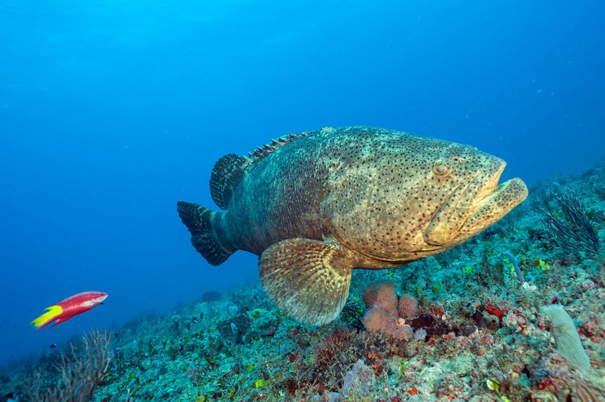 Гигантский Групер