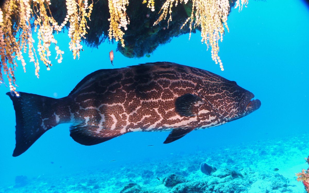 Рыба Групер охотиться