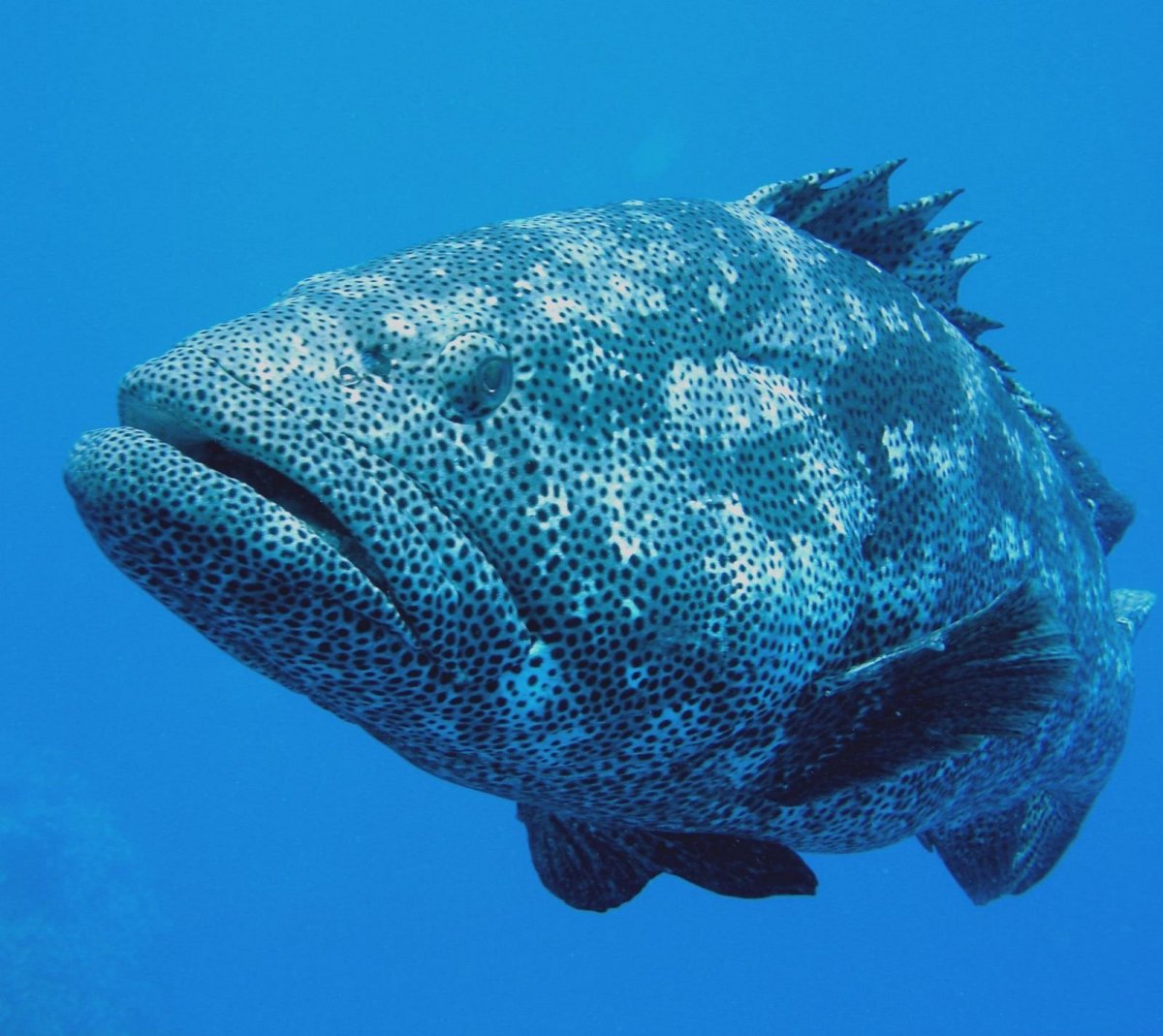 Групер Нассау