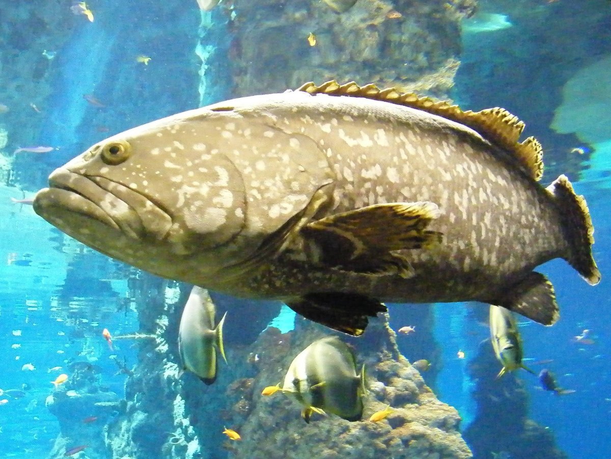 Групер таувина