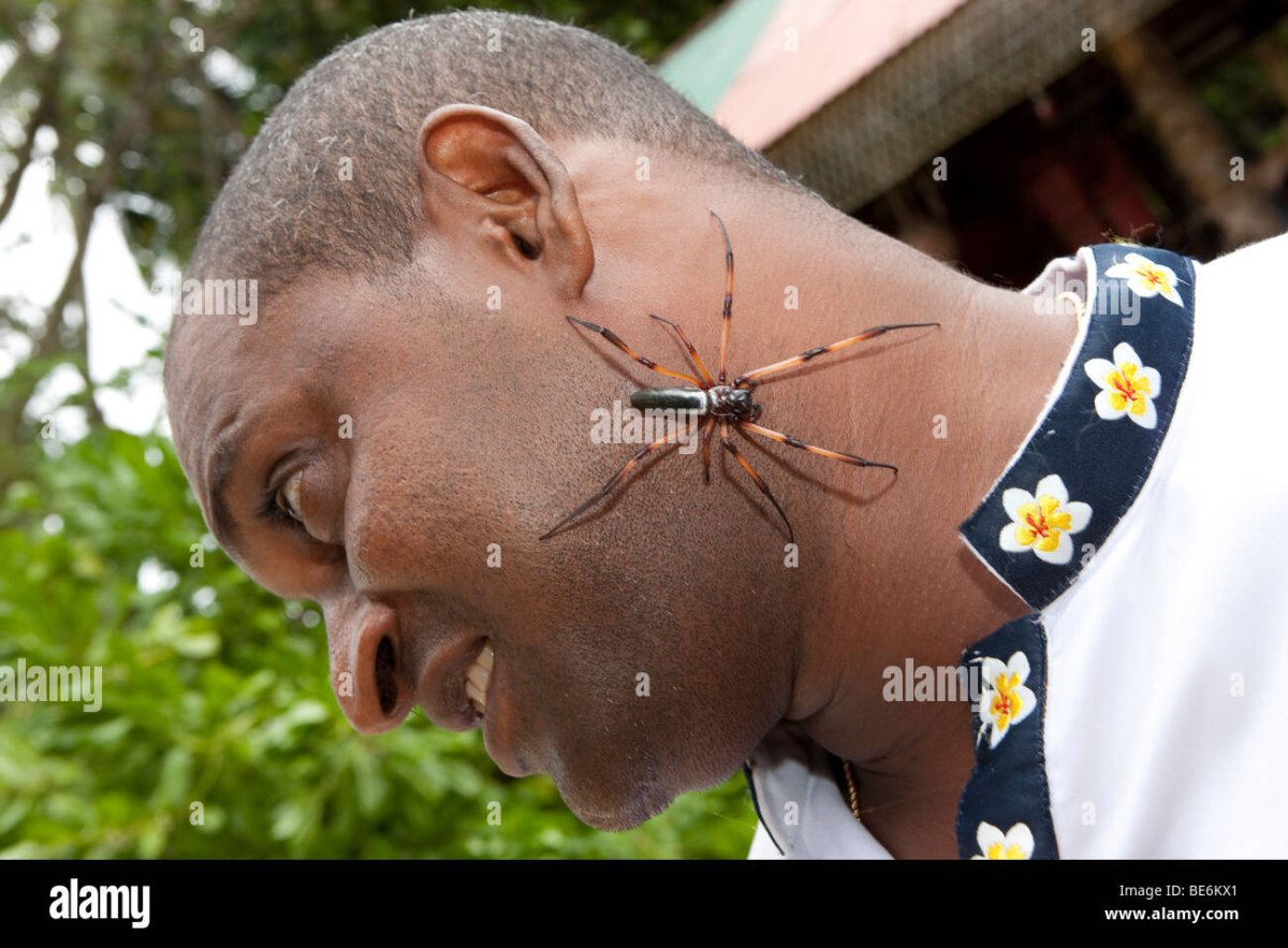 Пауки на Сейшельских островах