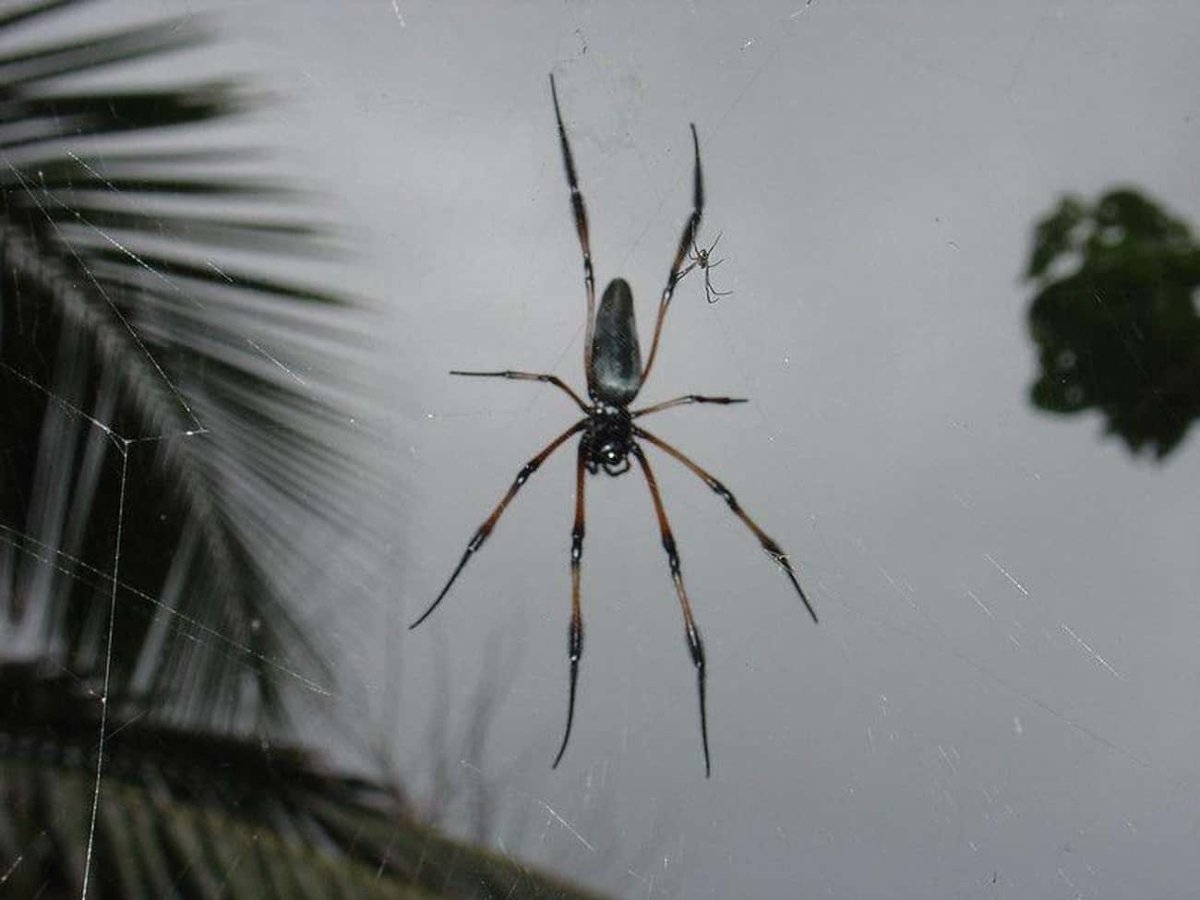 Сейшельские пауки