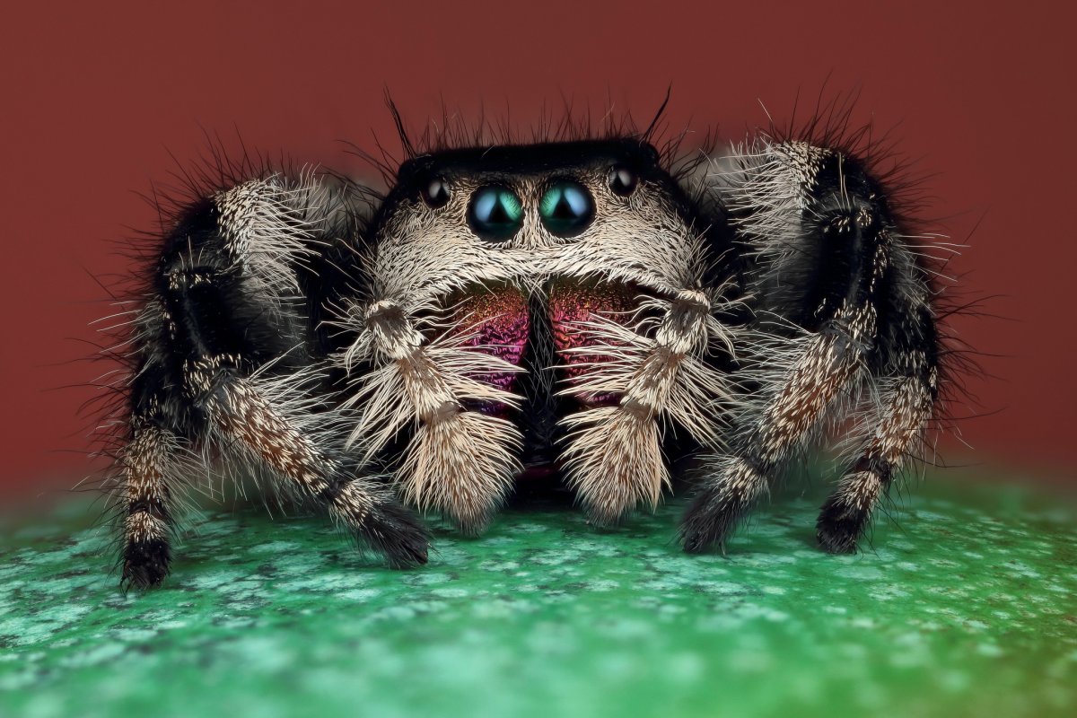 Паук с мохнатыми лапками