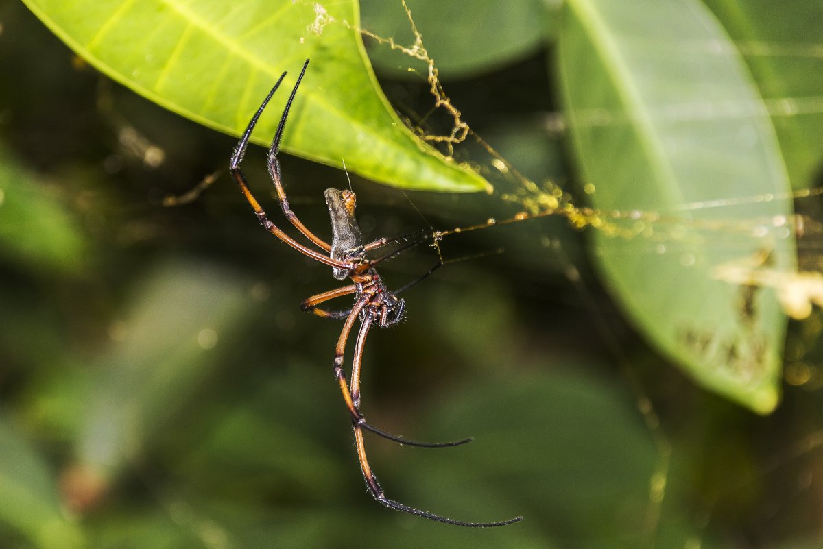 Пауки на Сейшельских островах
