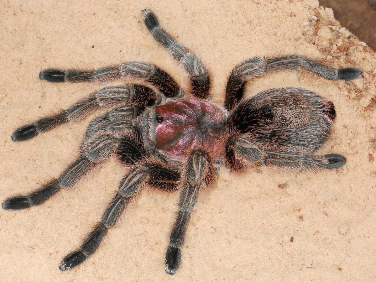 Чилийский розовый птицеед Grammostola rosea