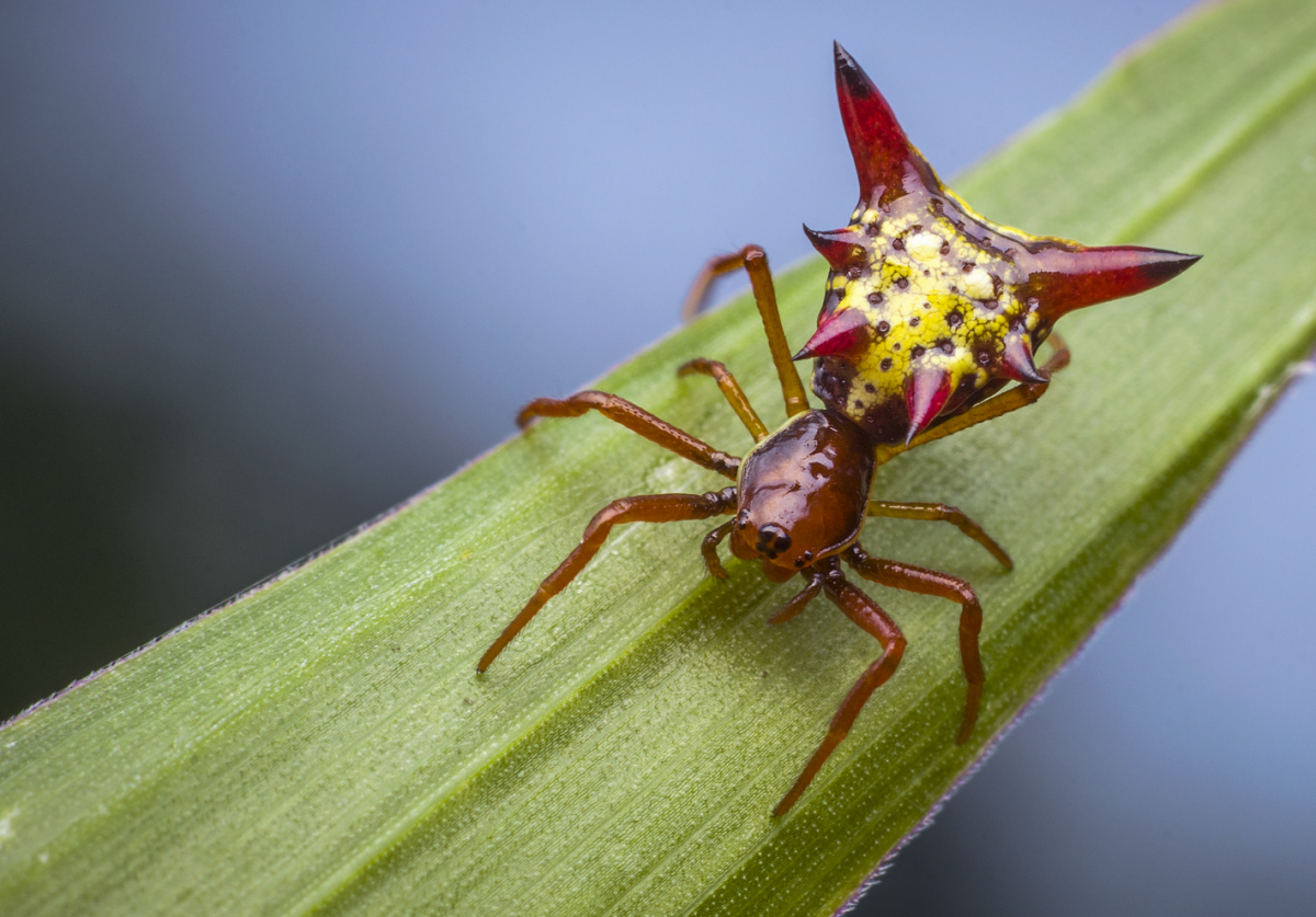 Micrathena sagittata