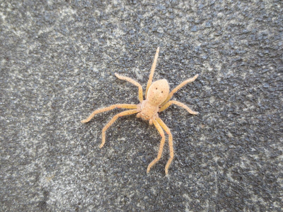 Морская звезда похожая на паука