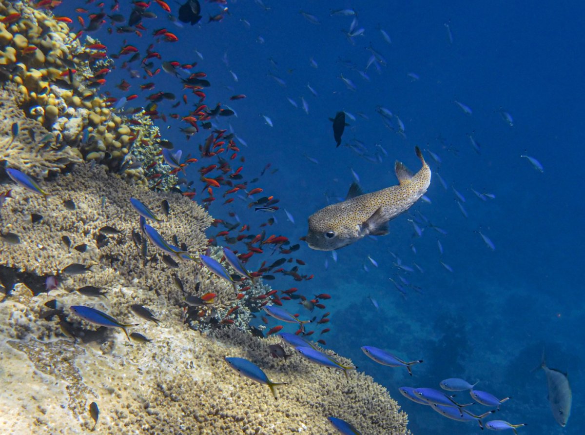 Рыбки красного моря в Шарм Эль Шейхе