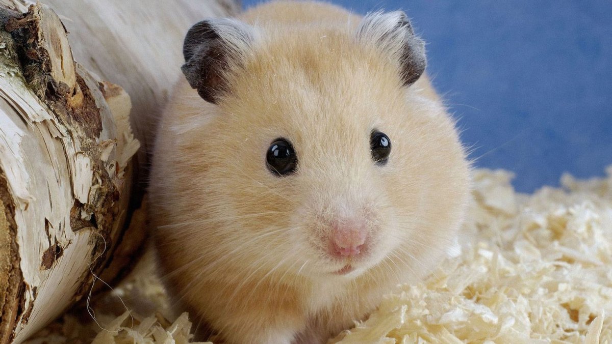 Хомяк джунгарский