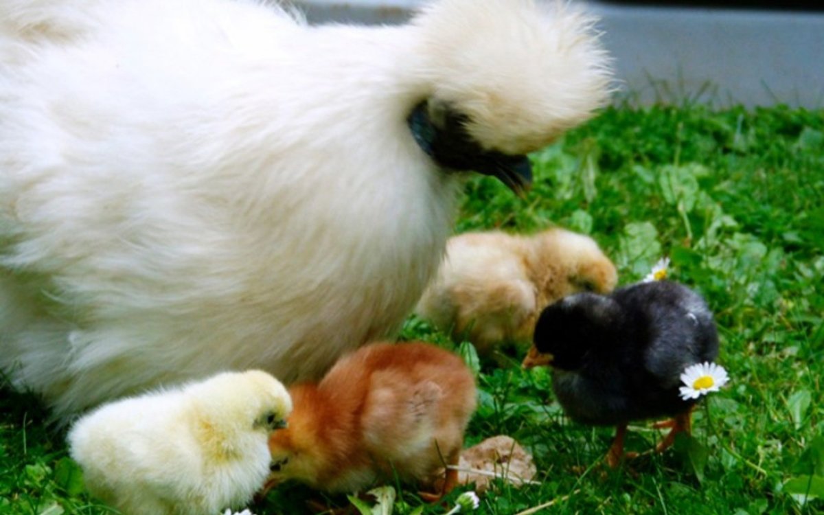Китайская шелковая (Silkie Bantam)