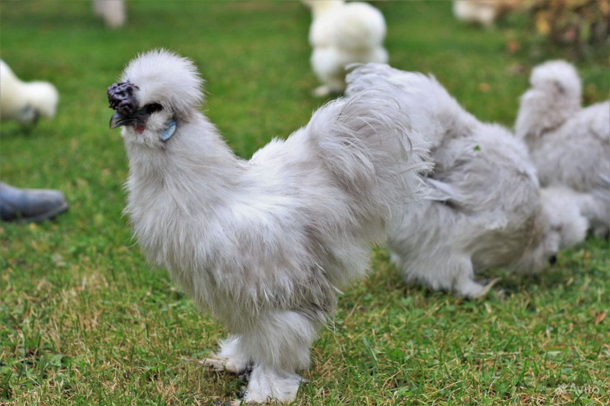 Китайские шелковые курочки цыплята