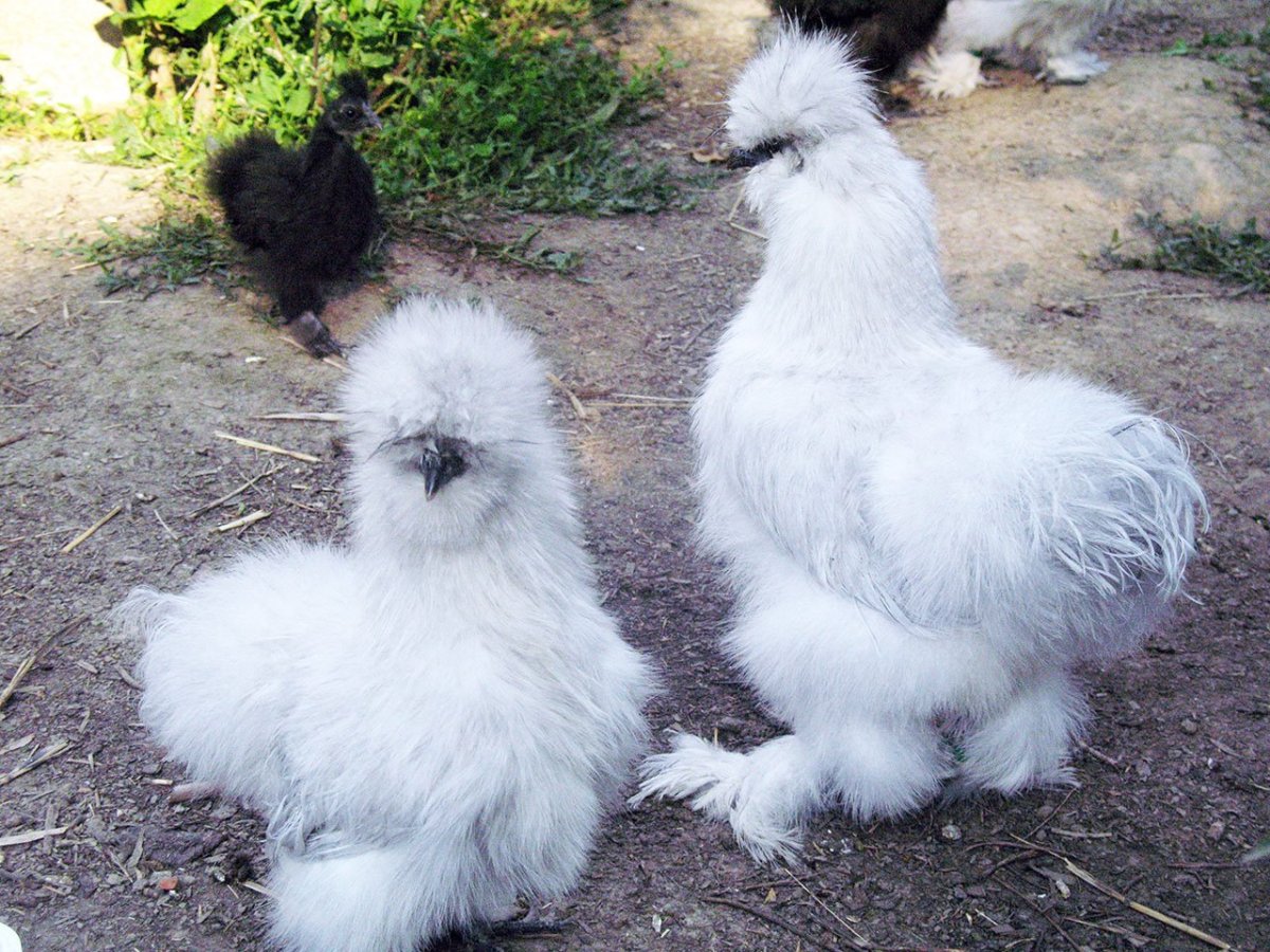 Китайские куры рыжие